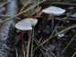 Retekszagú kígyógomba (Mycena pura), Budai-hegység